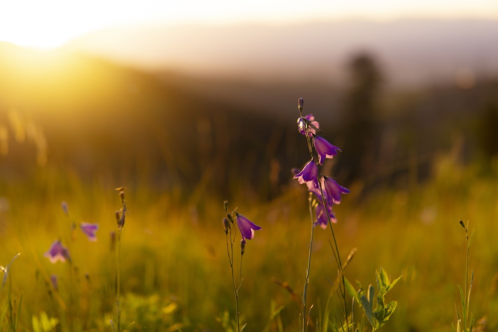 purple flower in tilt shift lens