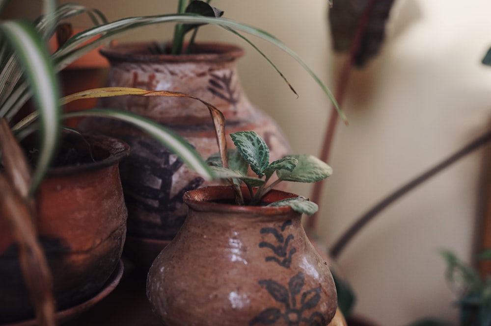 green plant on brown clay pot