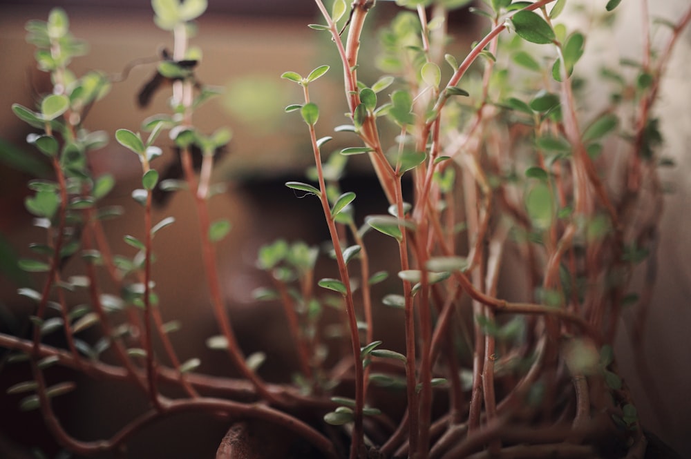 green and brown plant in close up photography