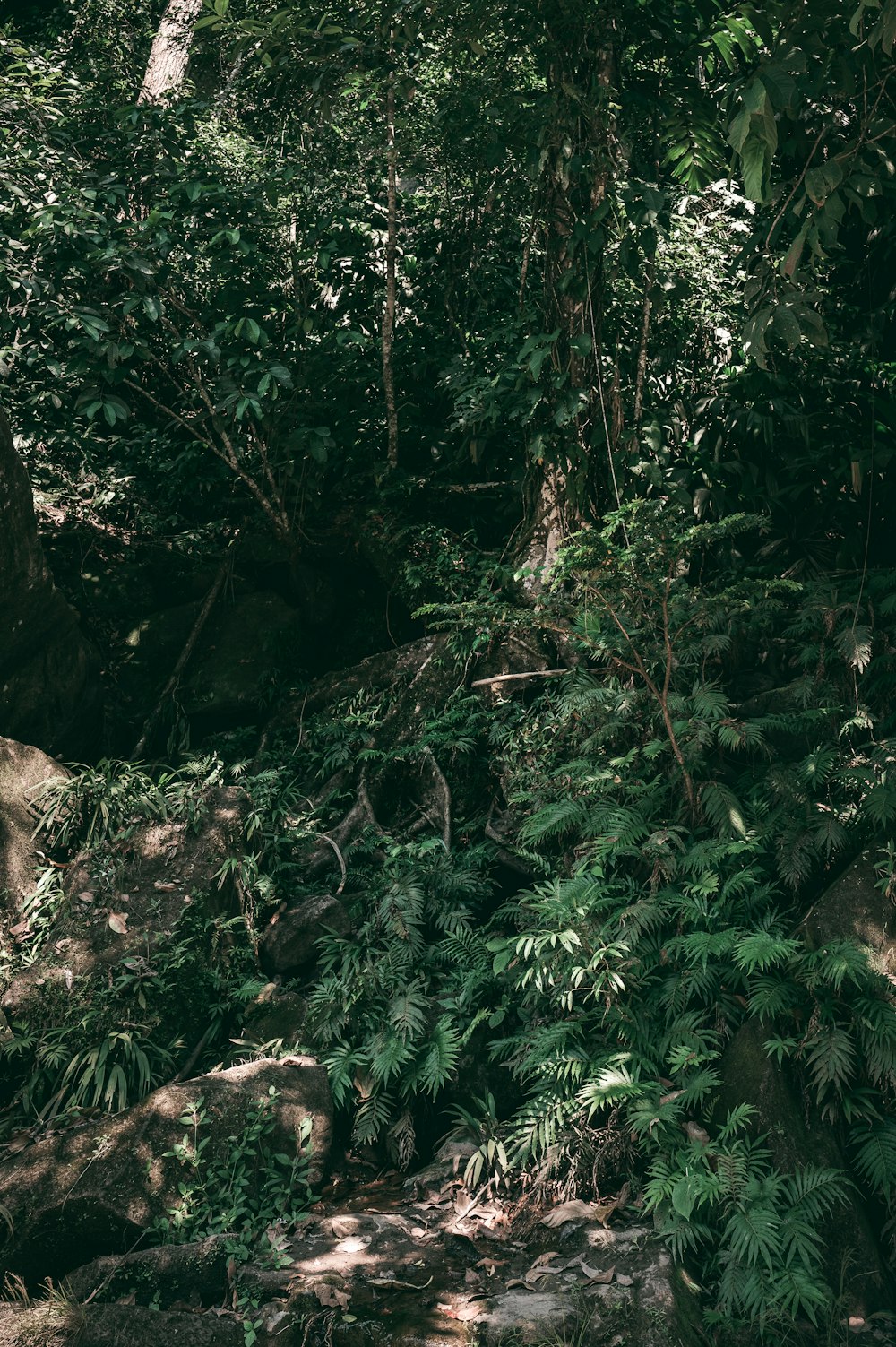 green trees on rocky ground during daytime