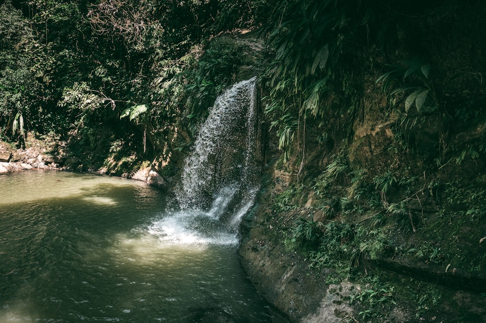 water falls in the middle of green trees