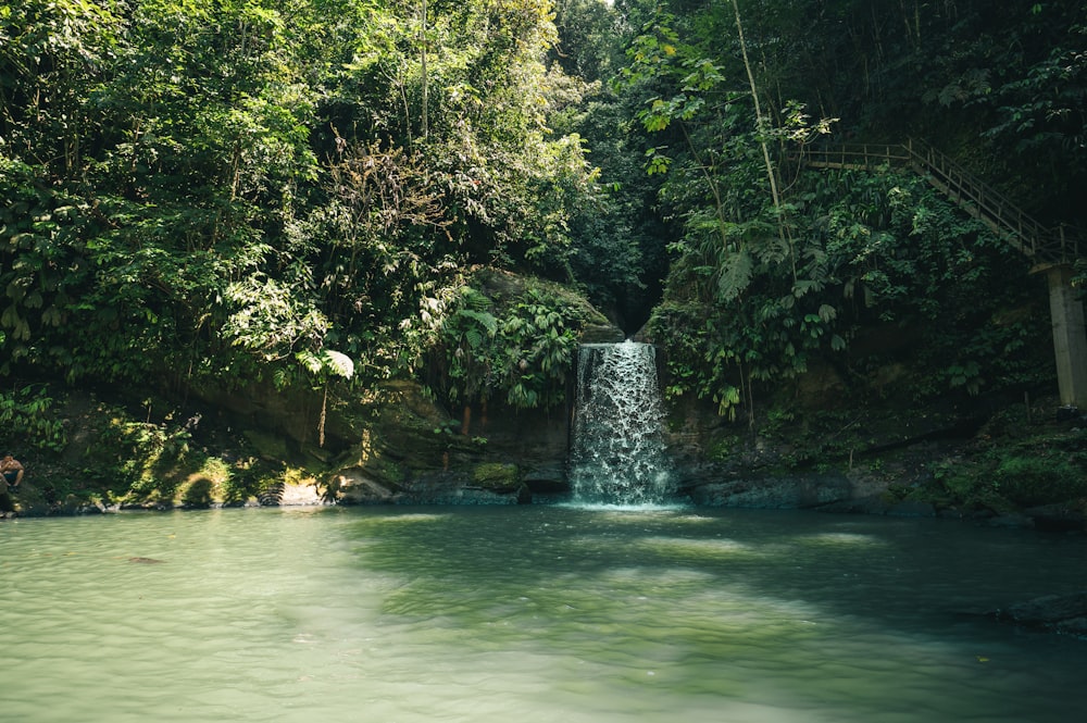 arbres verts au bord d’un plan d’eau pendant la journée