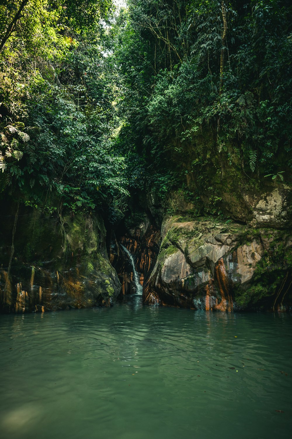 green trees beside body of water during daytime