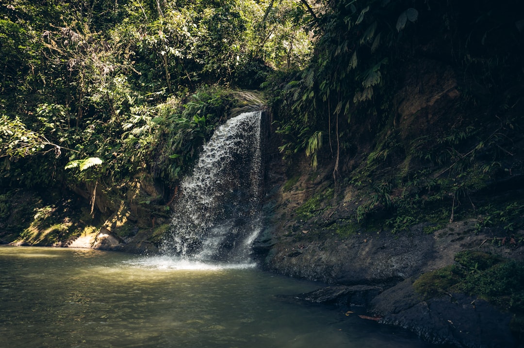 water falls in the middle of green trees