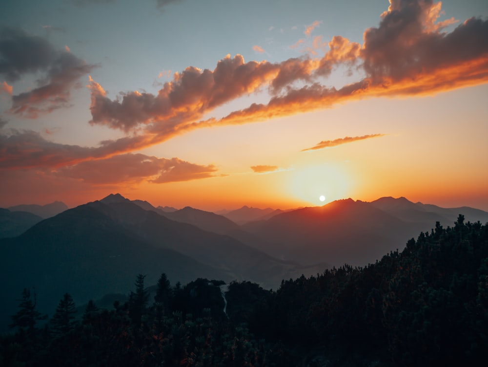 silhouette of trees during sunset