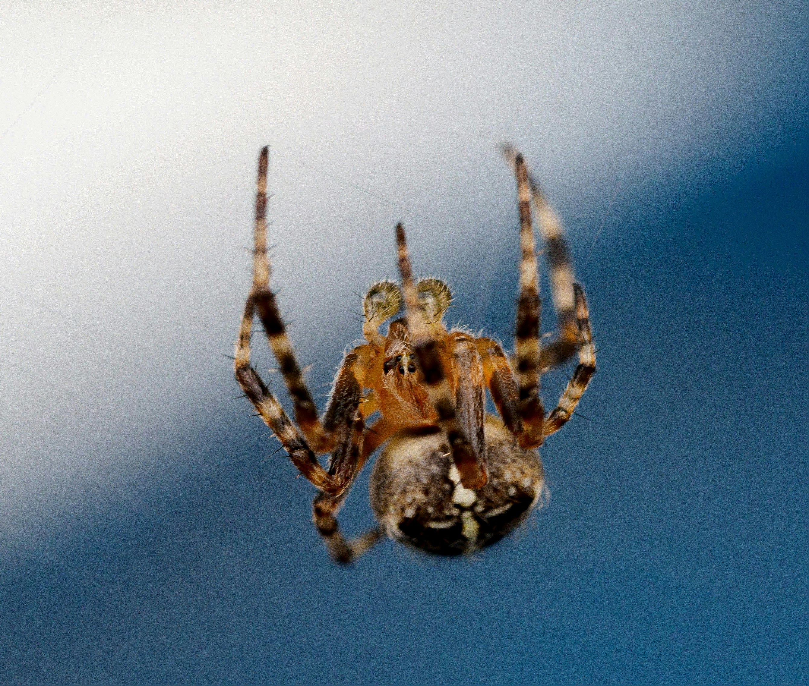 Photo by brett_jordan