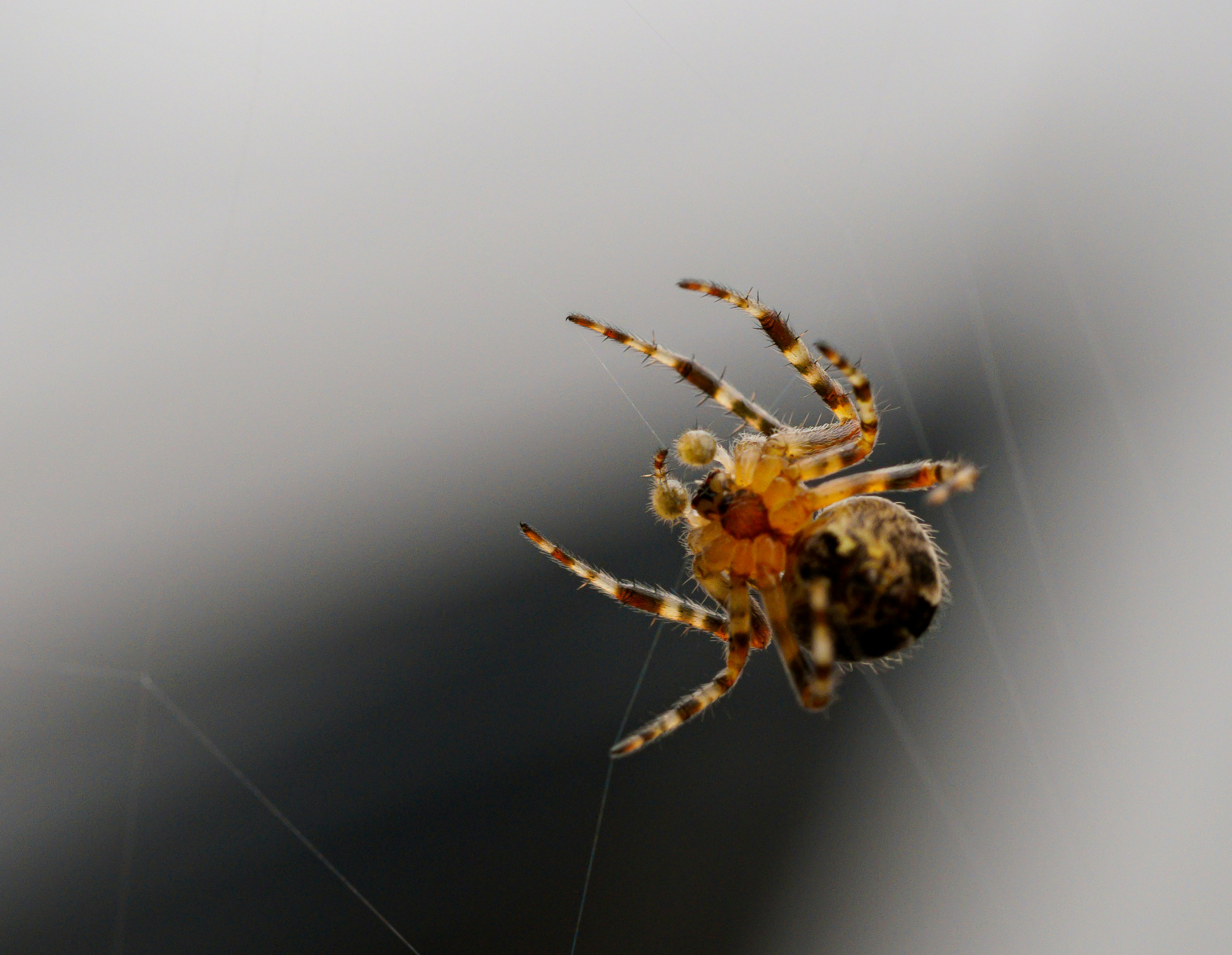 Photo by brett_jordan