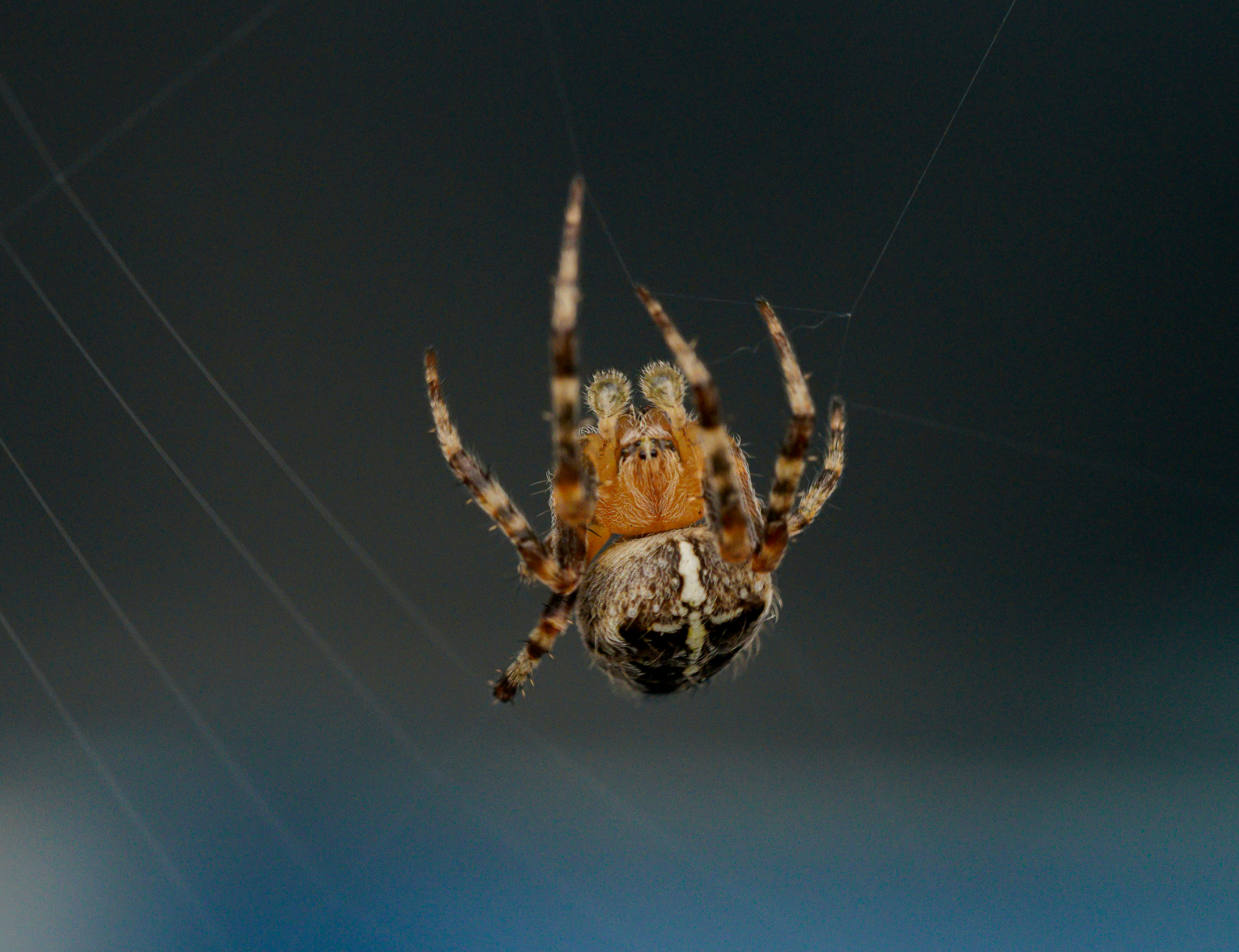 european garden spider, araneus diadematus, spider, arachnid, arachnophobia, garden spider, web, weaving web, close up, macro, bokeh, spider web, fear,
