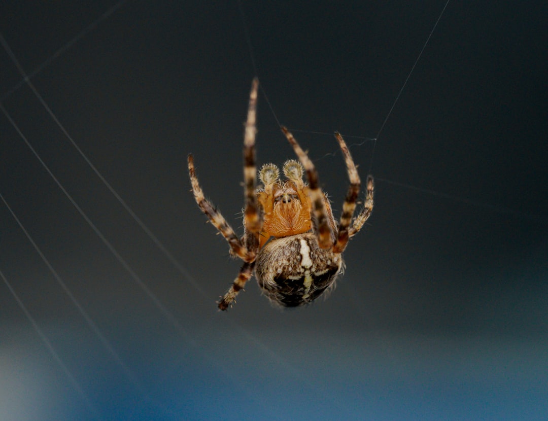 brown and black spider on web in close up photography