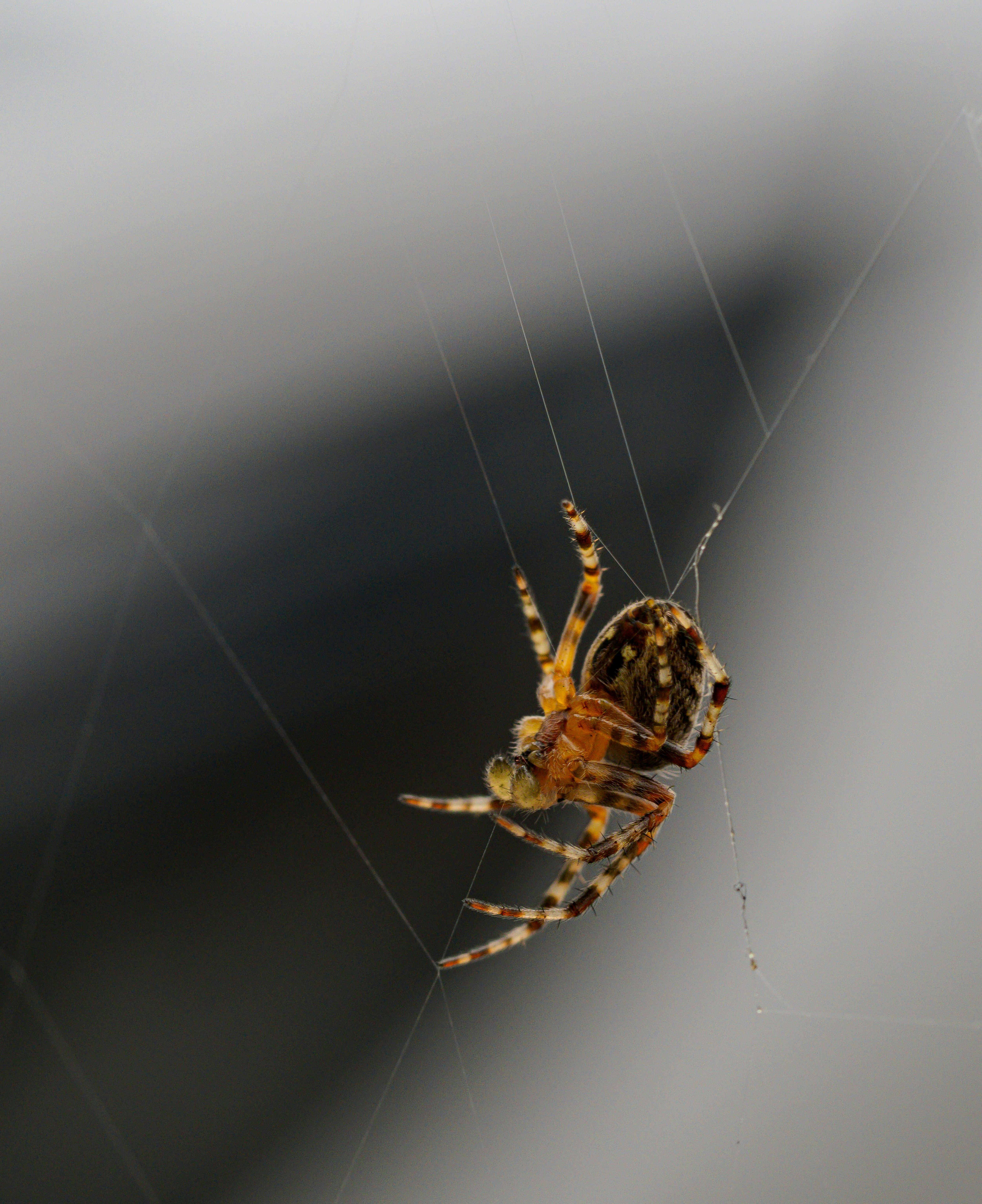 Photo by brett_jordan