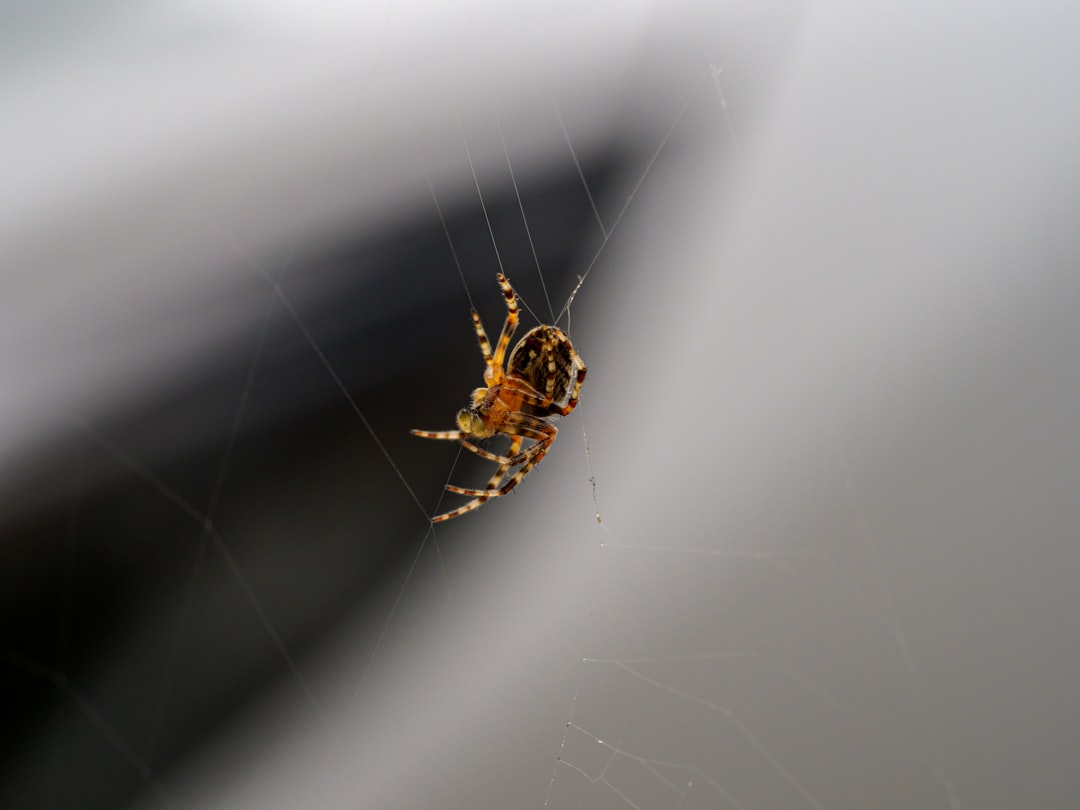 brown and black spider on web in close up photography