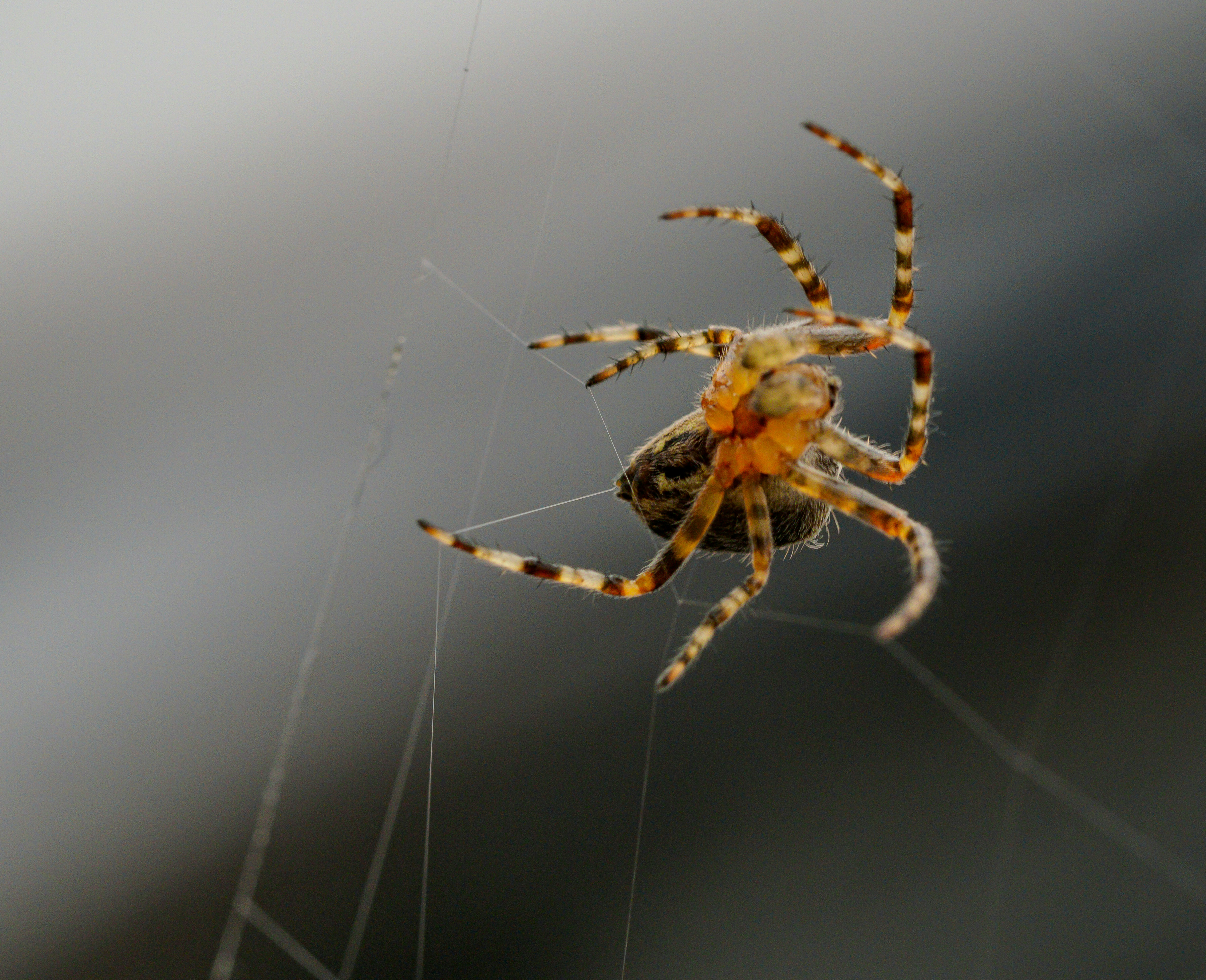 Photo by brett_jordan