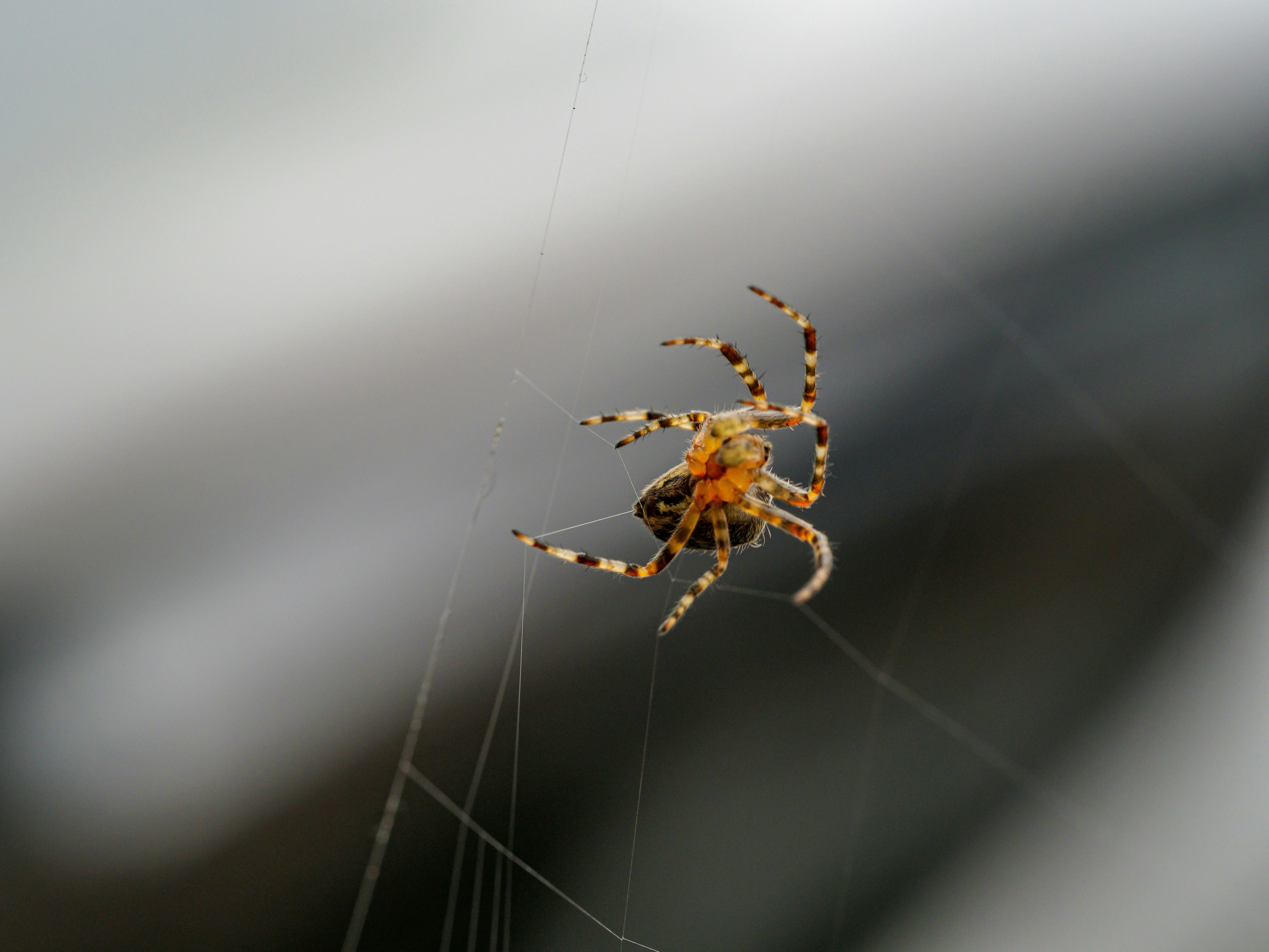 Photo by brett_jordan