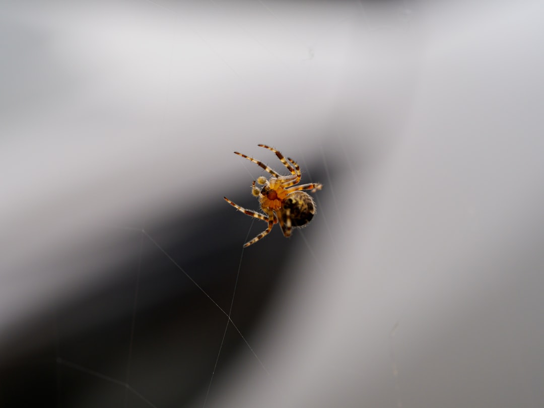 brown spider on white surface