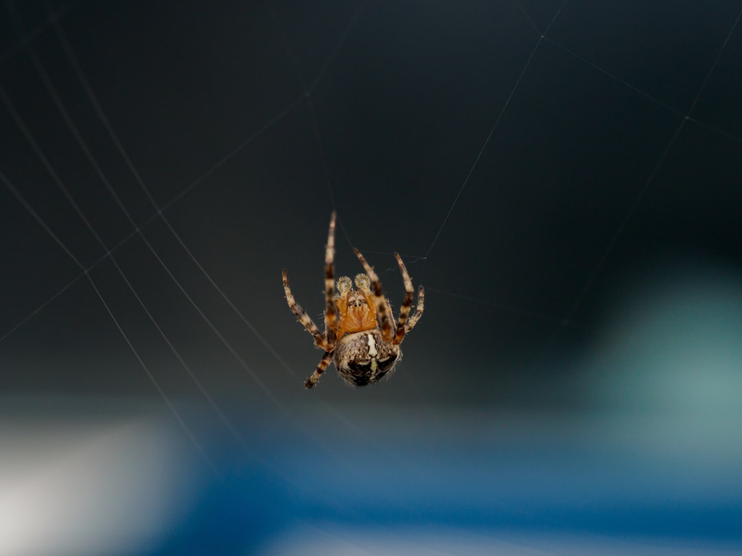 brown spider on web in close up photography