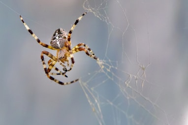 Thx to Andrey Tikhonovskiy for photo of orb spider