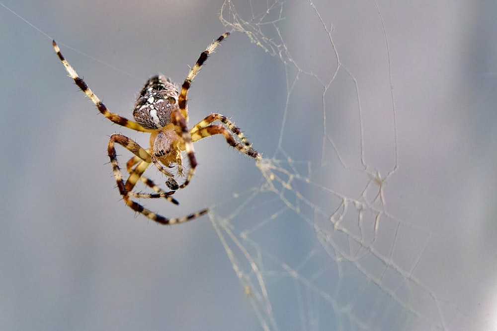 aranha marrom na teia de aranha durante o dia