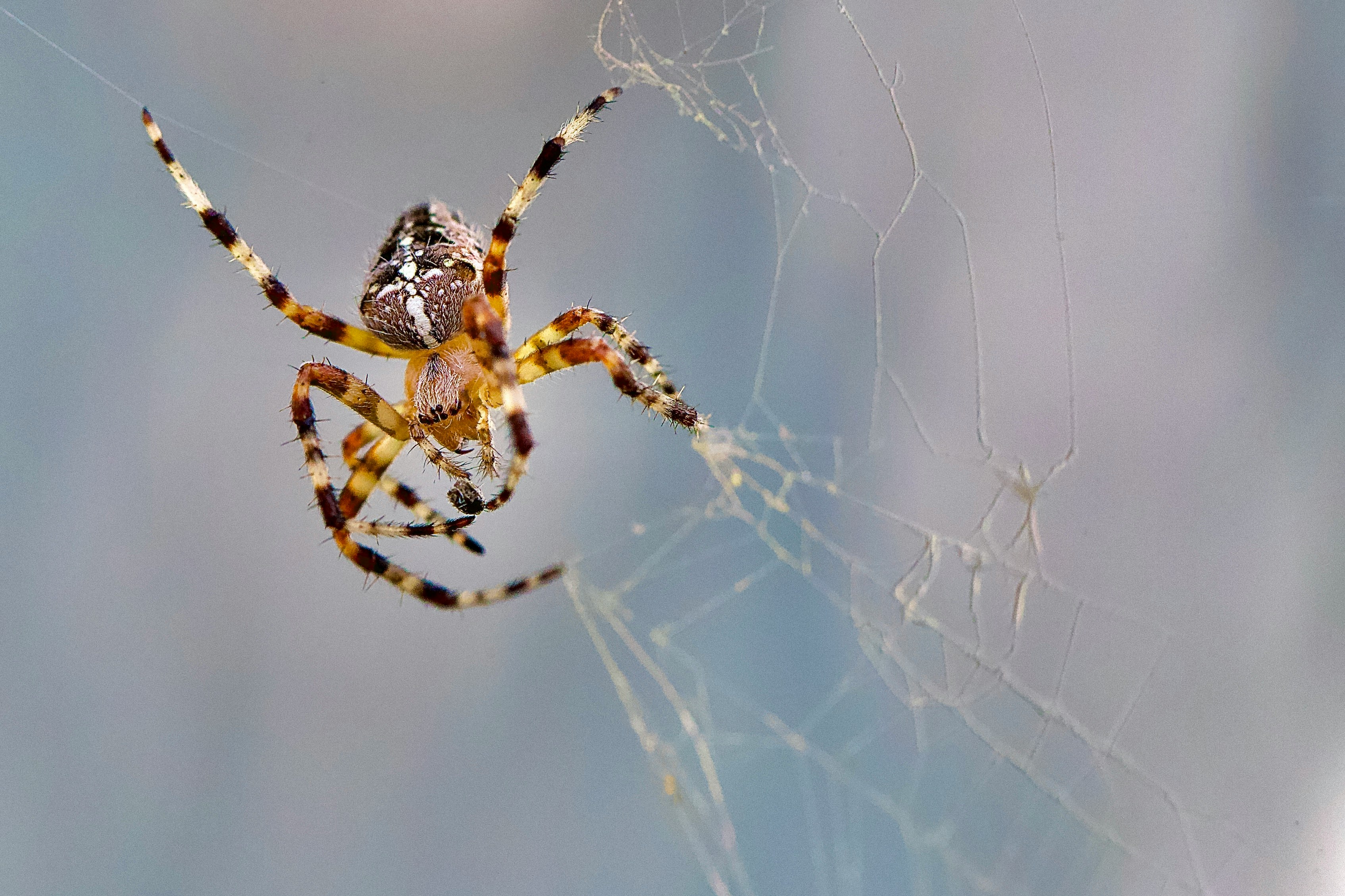 brown spider on spider web during daytime