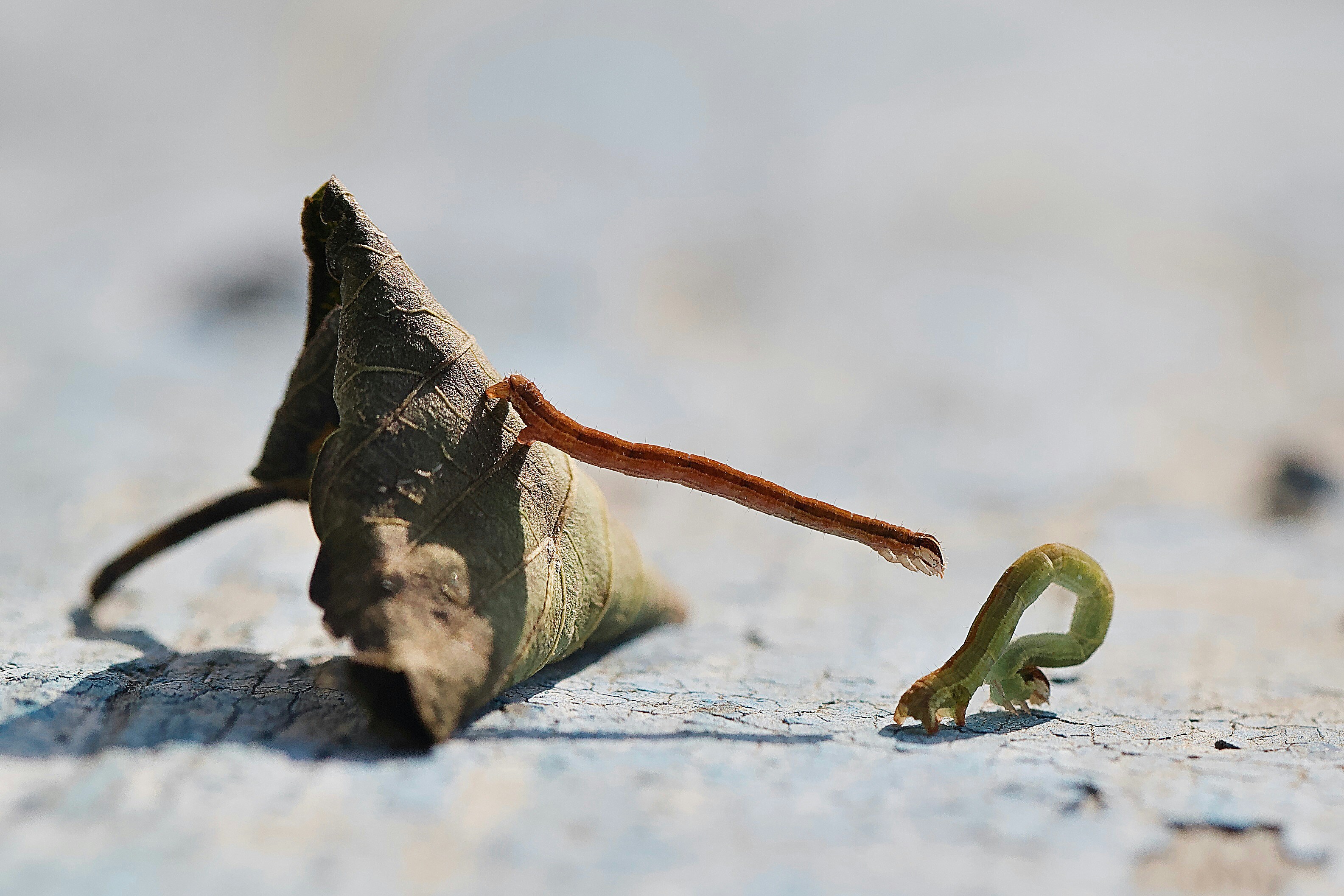 Macro photograph of a dried leaf with a curling twig and a small green sprout on a weathered, sunlit surface. The shallow depth of field isolates texture and contrasts decay with new growth.