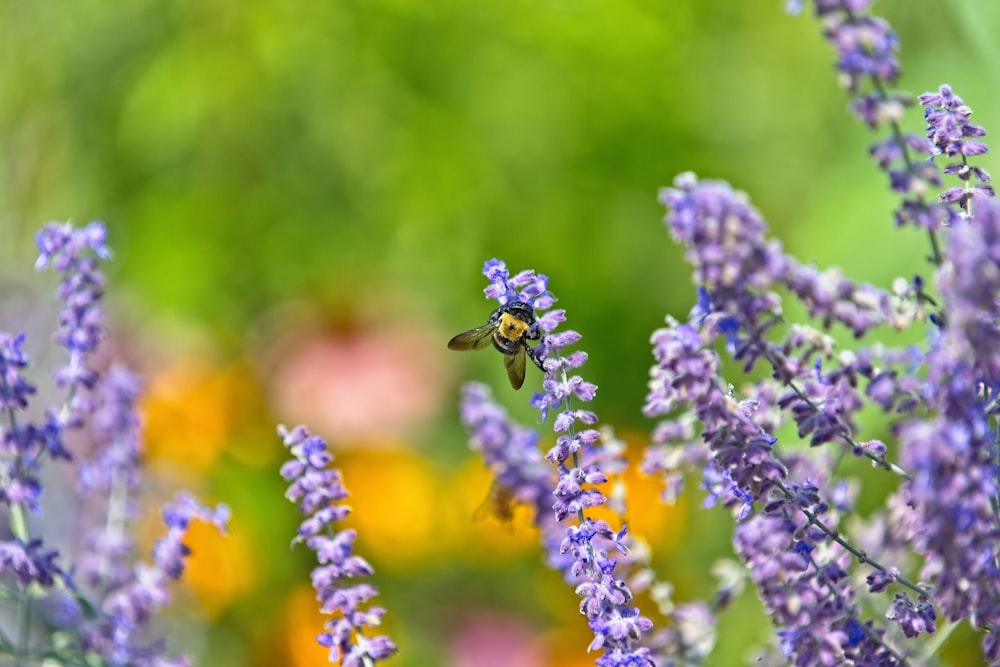 yellow and black bee on purple flower during daytime