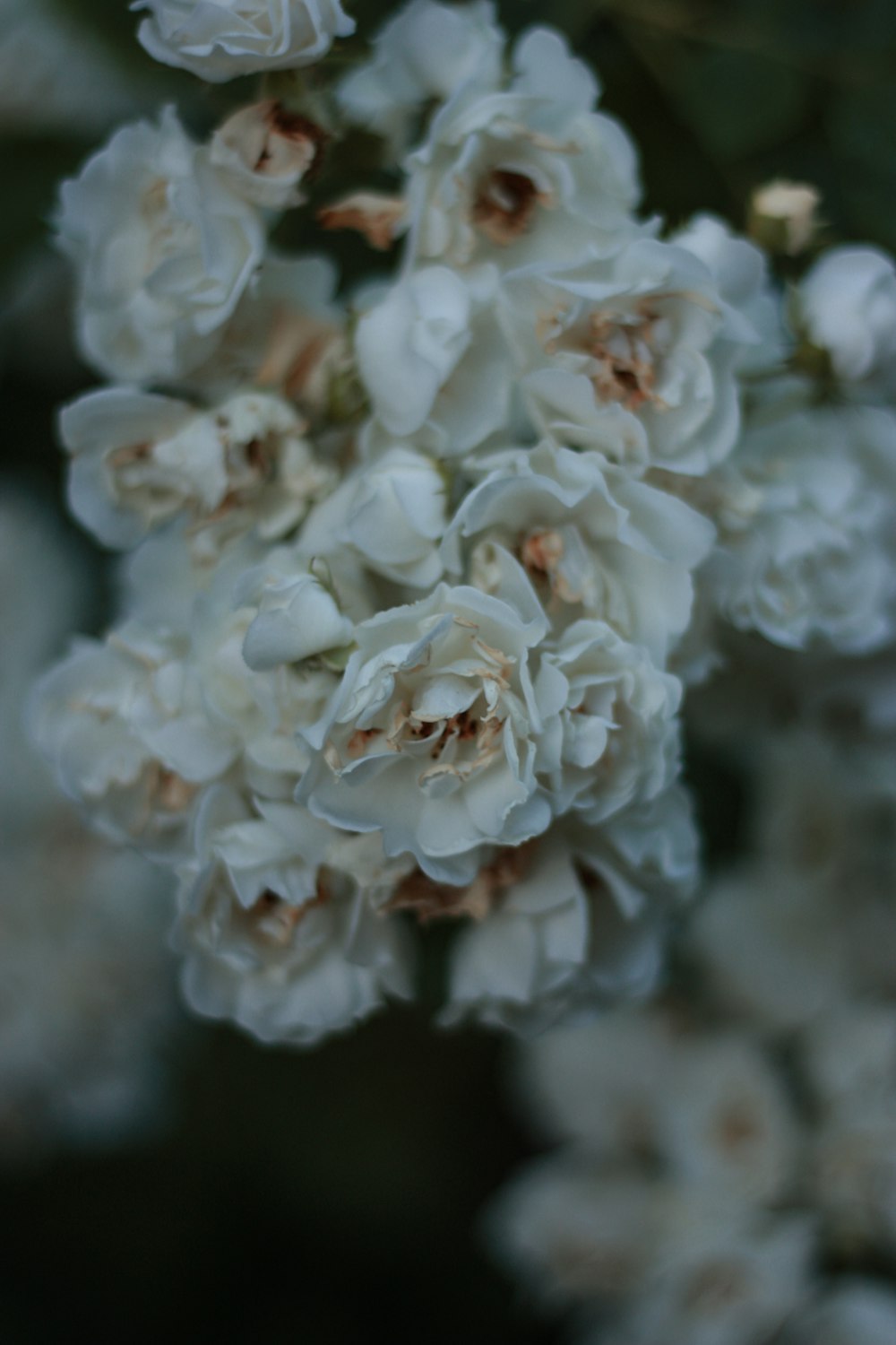 white flowers in tilt shift lens