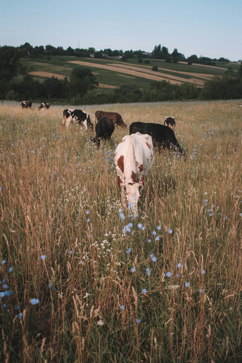 herd of cow on brown grass field during daytime