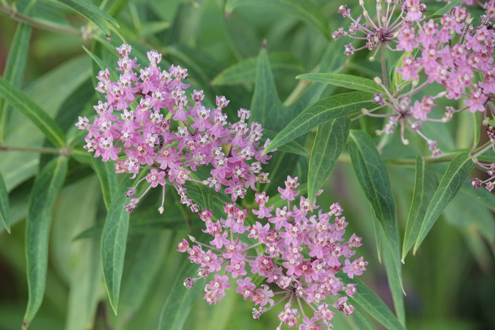 pink flowers in tilt shift lens