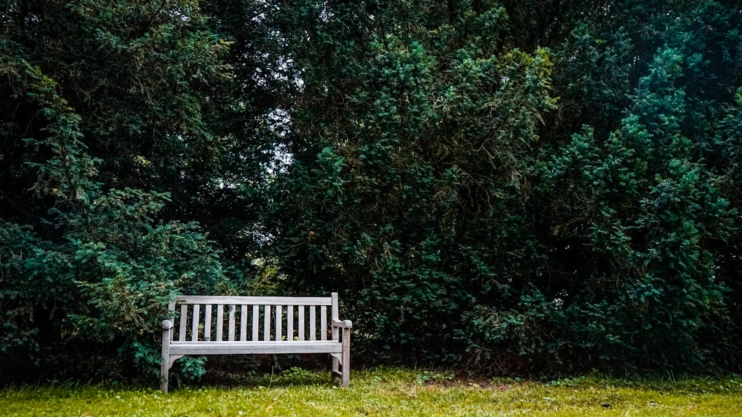 white wooden bench on green grass field