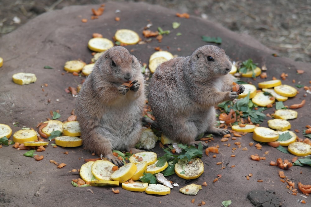 brown squirrel eating yellow leaves on ground