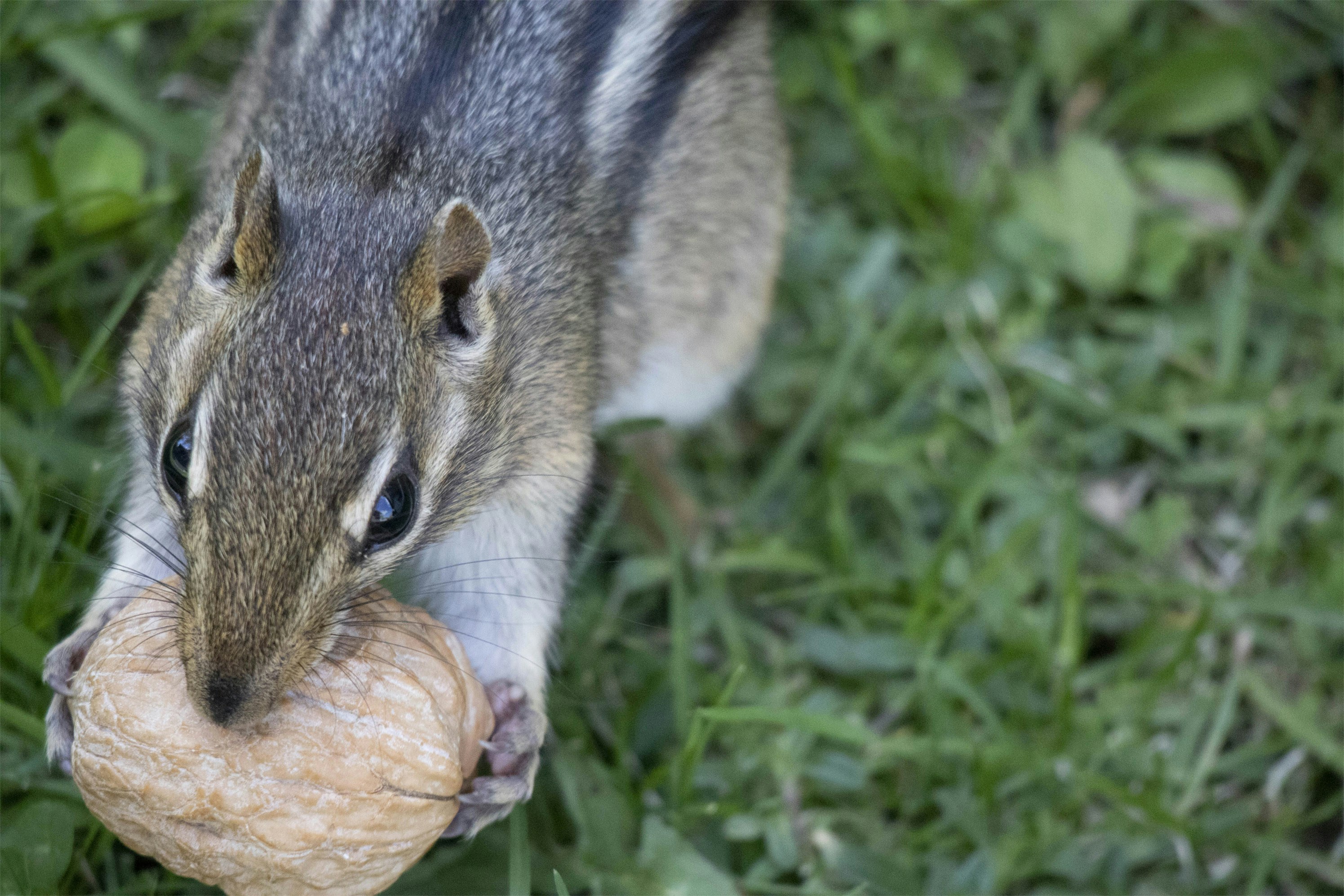 brown and white squirrel eating nut on grass field