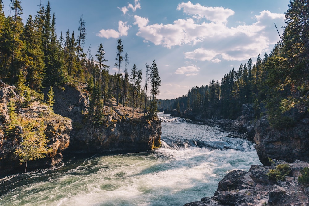 green trees beside river under white clouds and blue sky during daytime