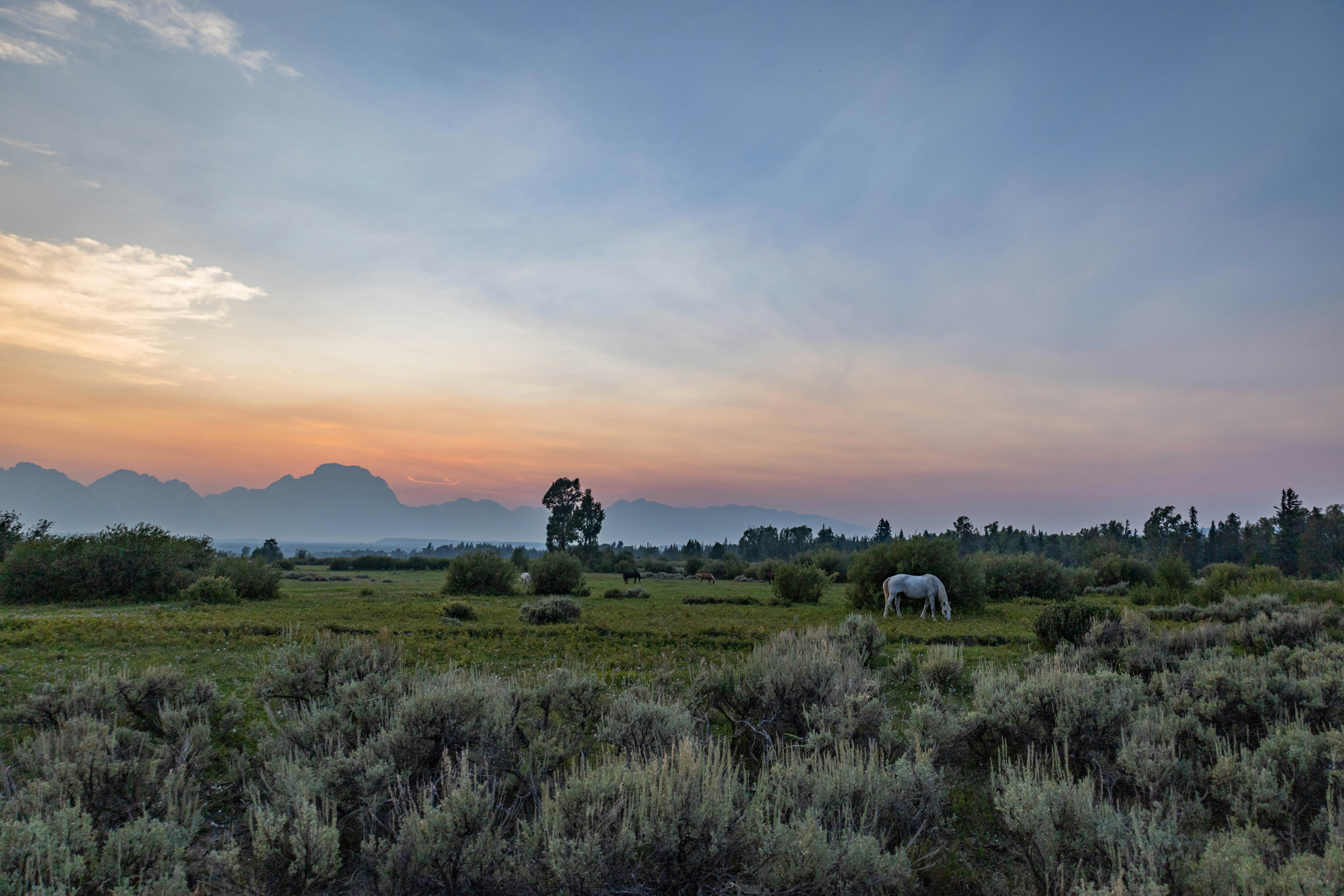 green grass field during sunset