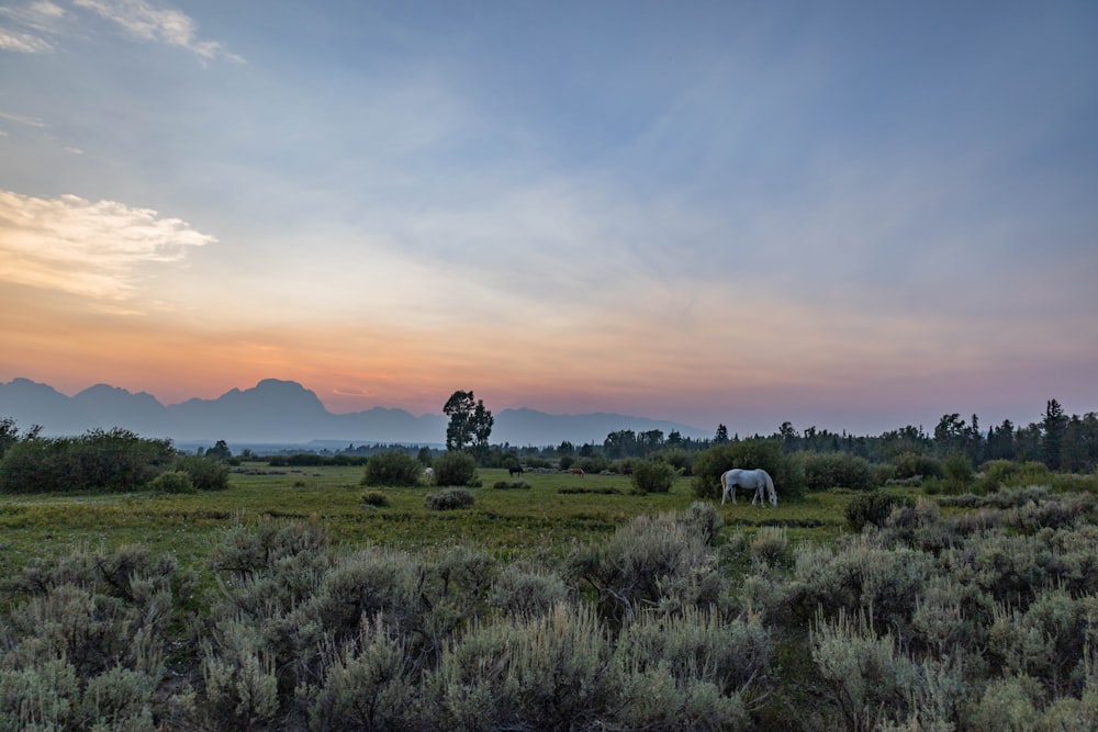 green grass field during sunset