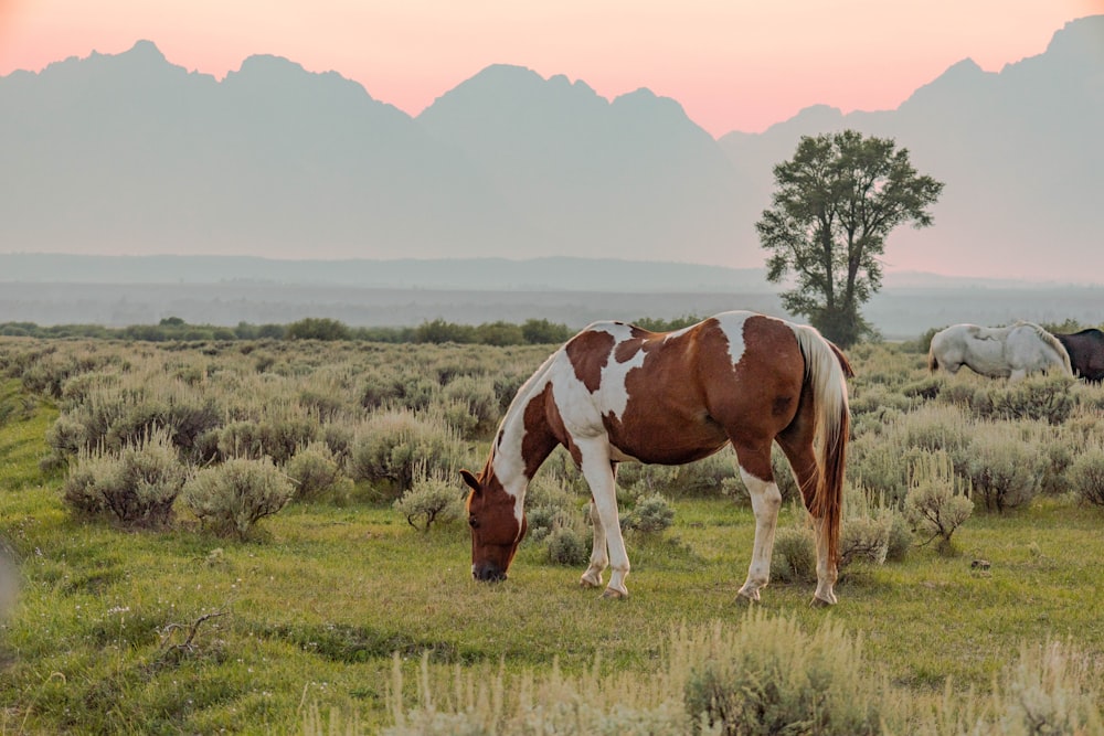 brown and white horse on green grass field during daytime