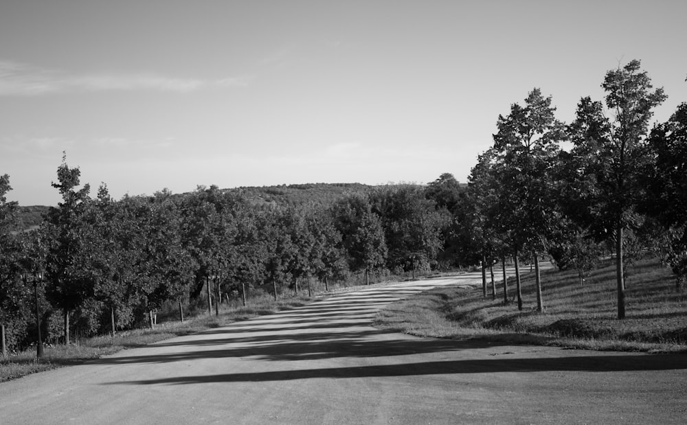 grayscale photo of trees and road