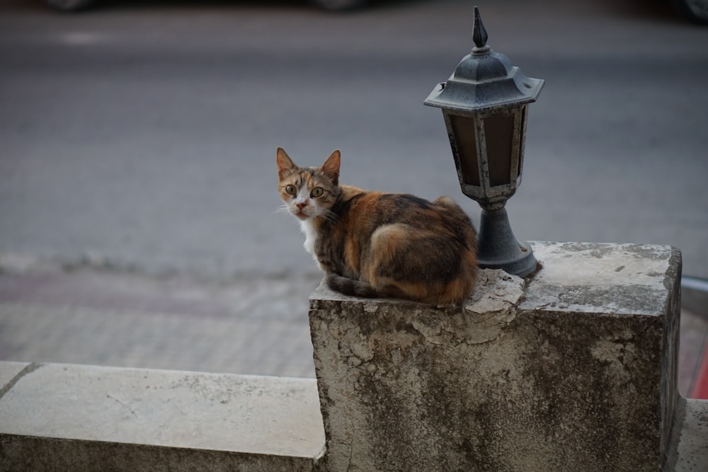 brown and white cat on gray concrete