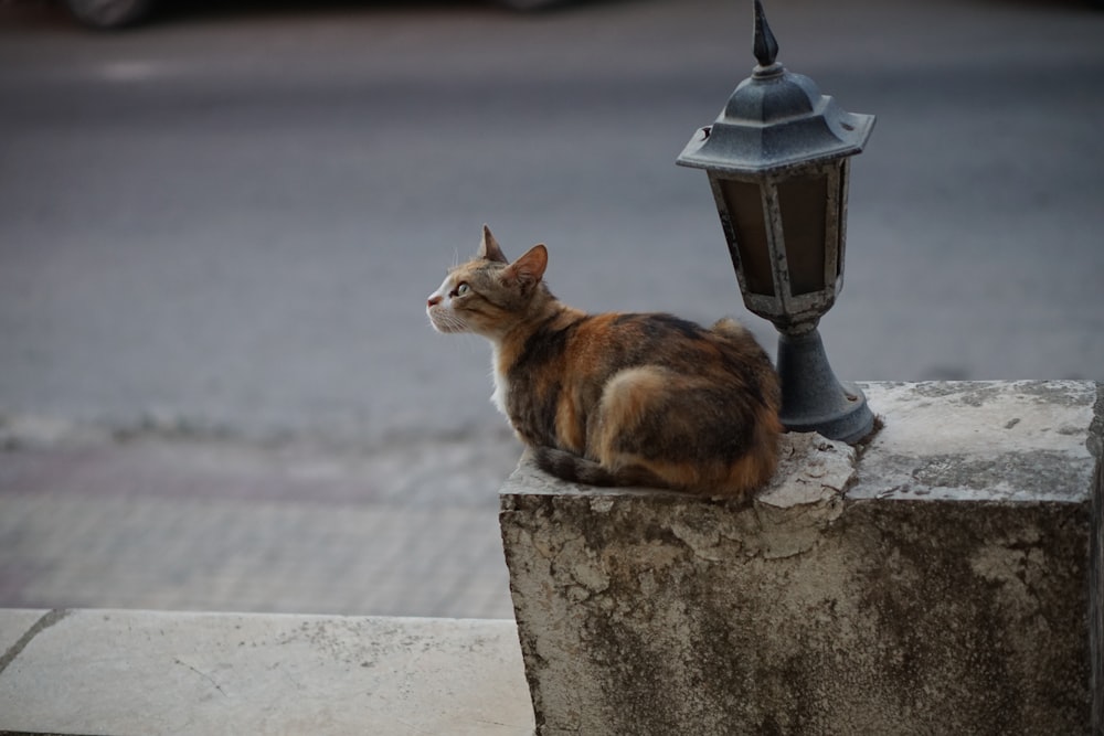 brown and white cat on gray concrete post