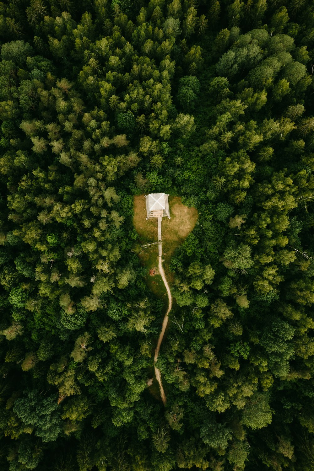 birds eye view of green trees