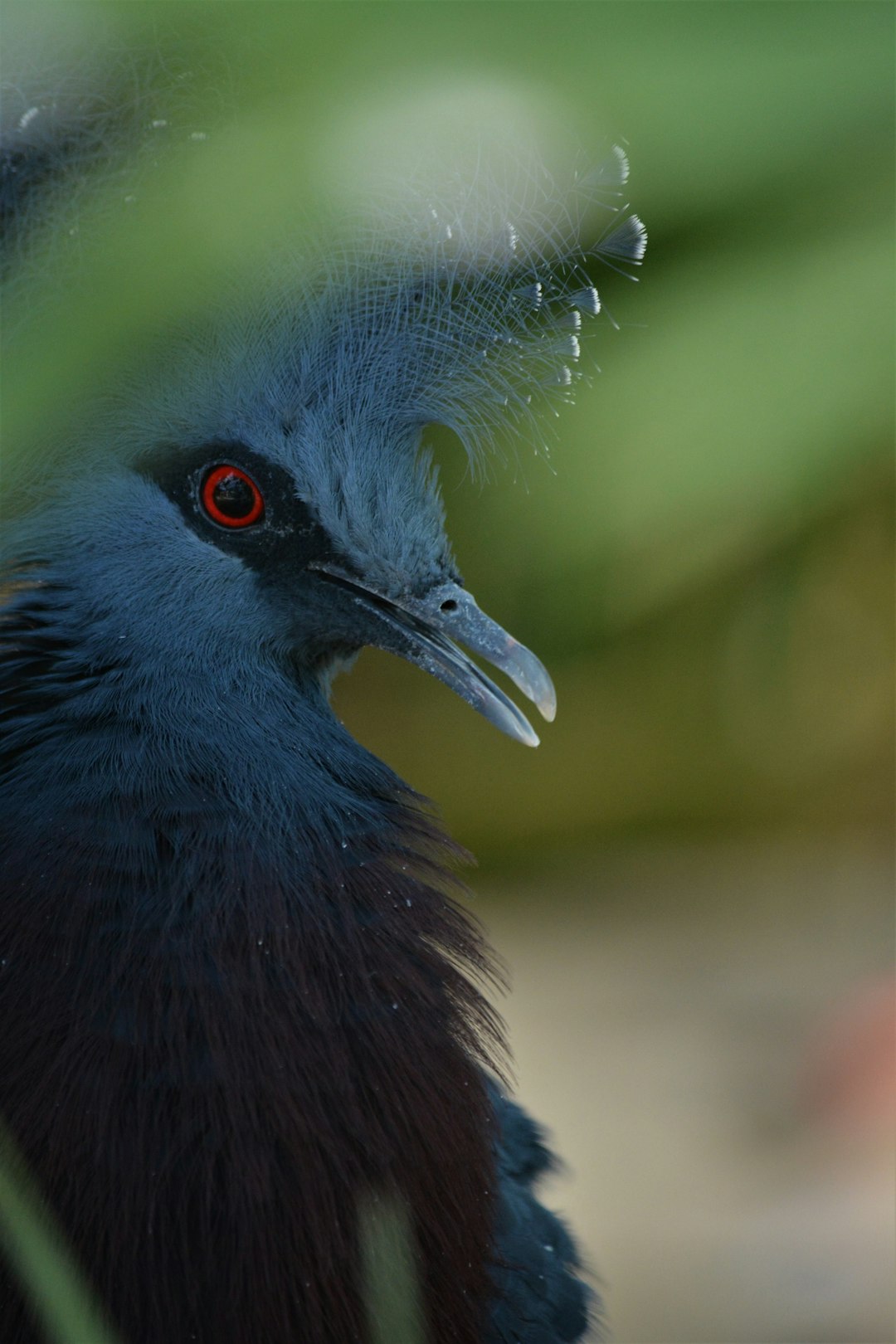 blue and black bird in close up photography