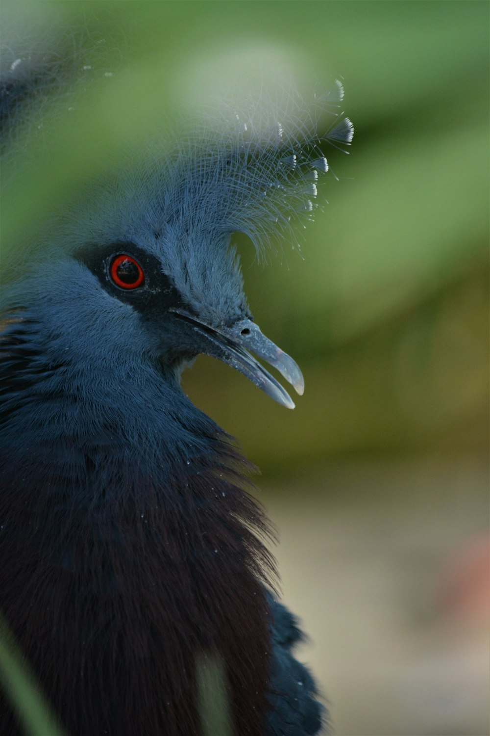 blue and black bird in close up photography