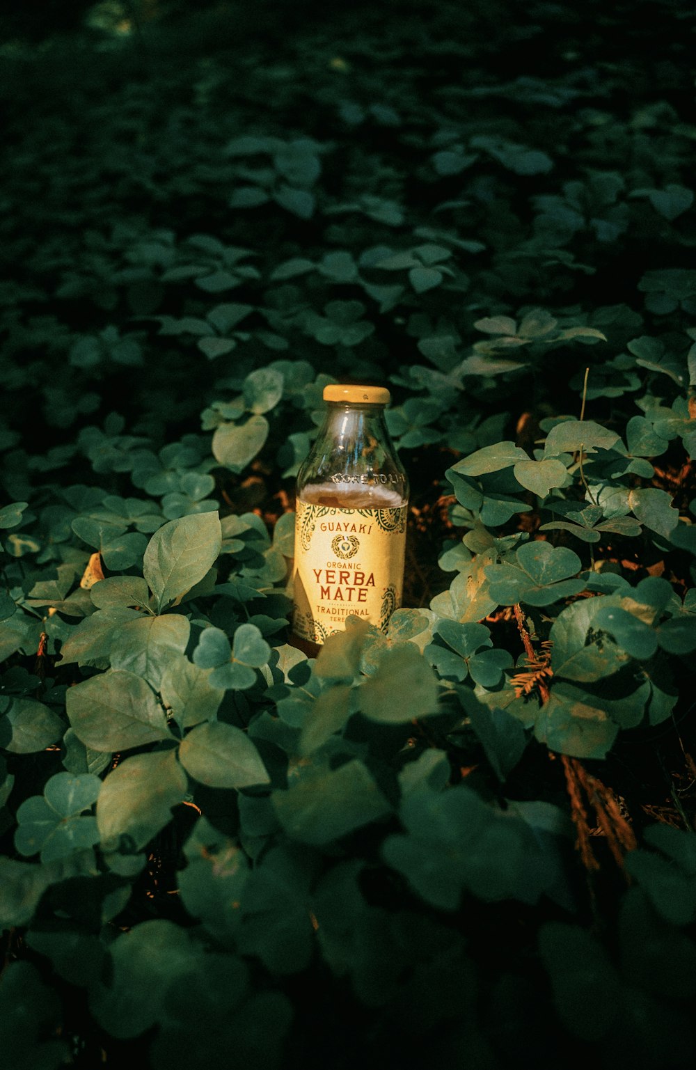 brown glass bottle on green leaves
