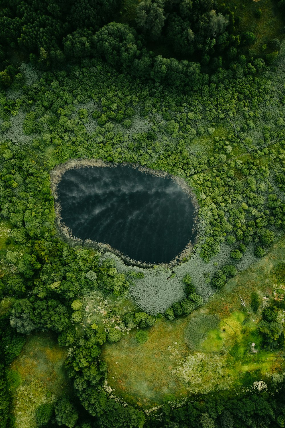 aerial view of green trees and river