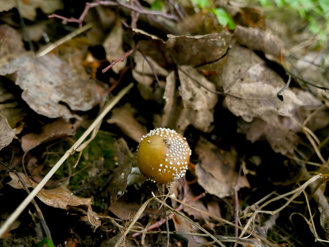 brown and white mushroom on brown dried leaves