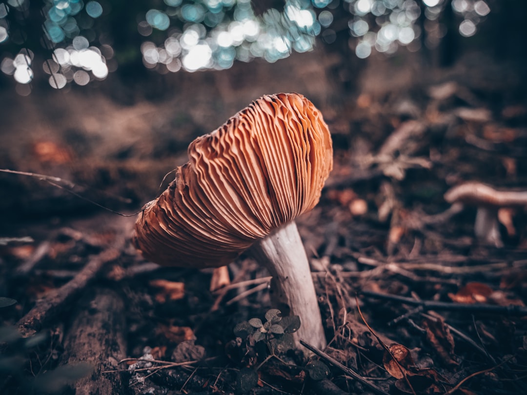 brown and white mushroom in tilt shift lens