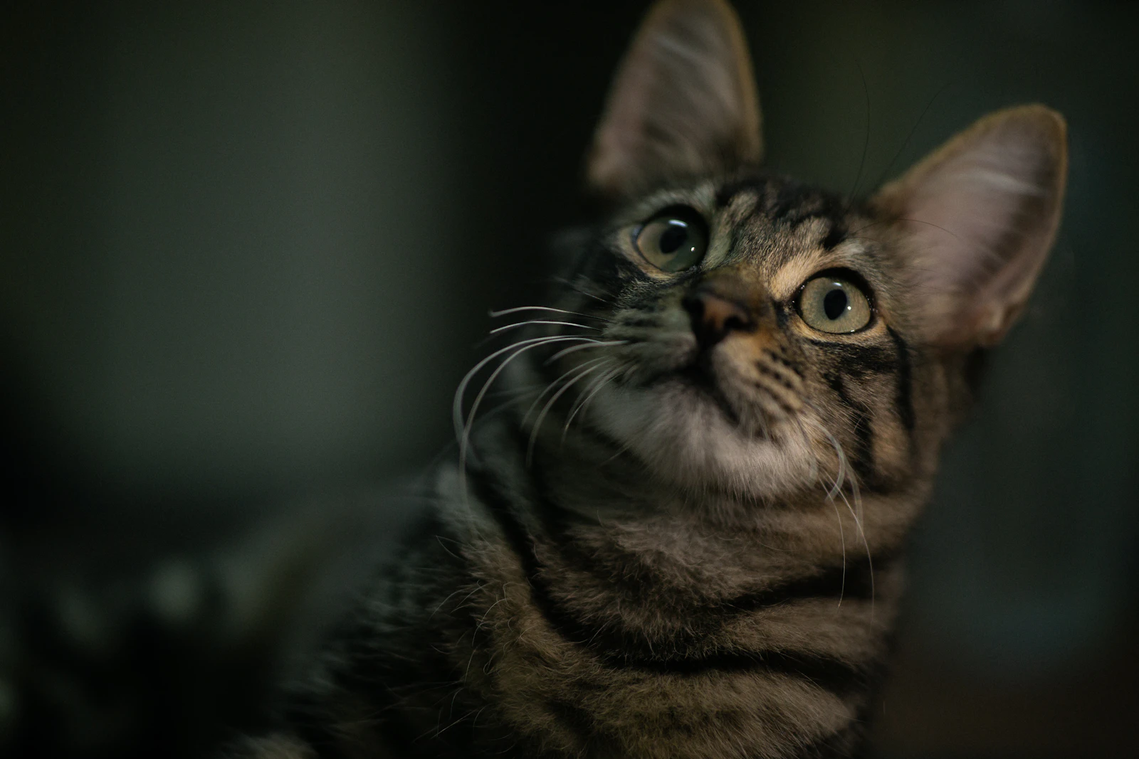 Close-up portrait of a brown tabby cat