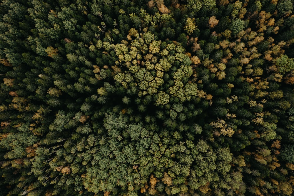 aerial view of green trees