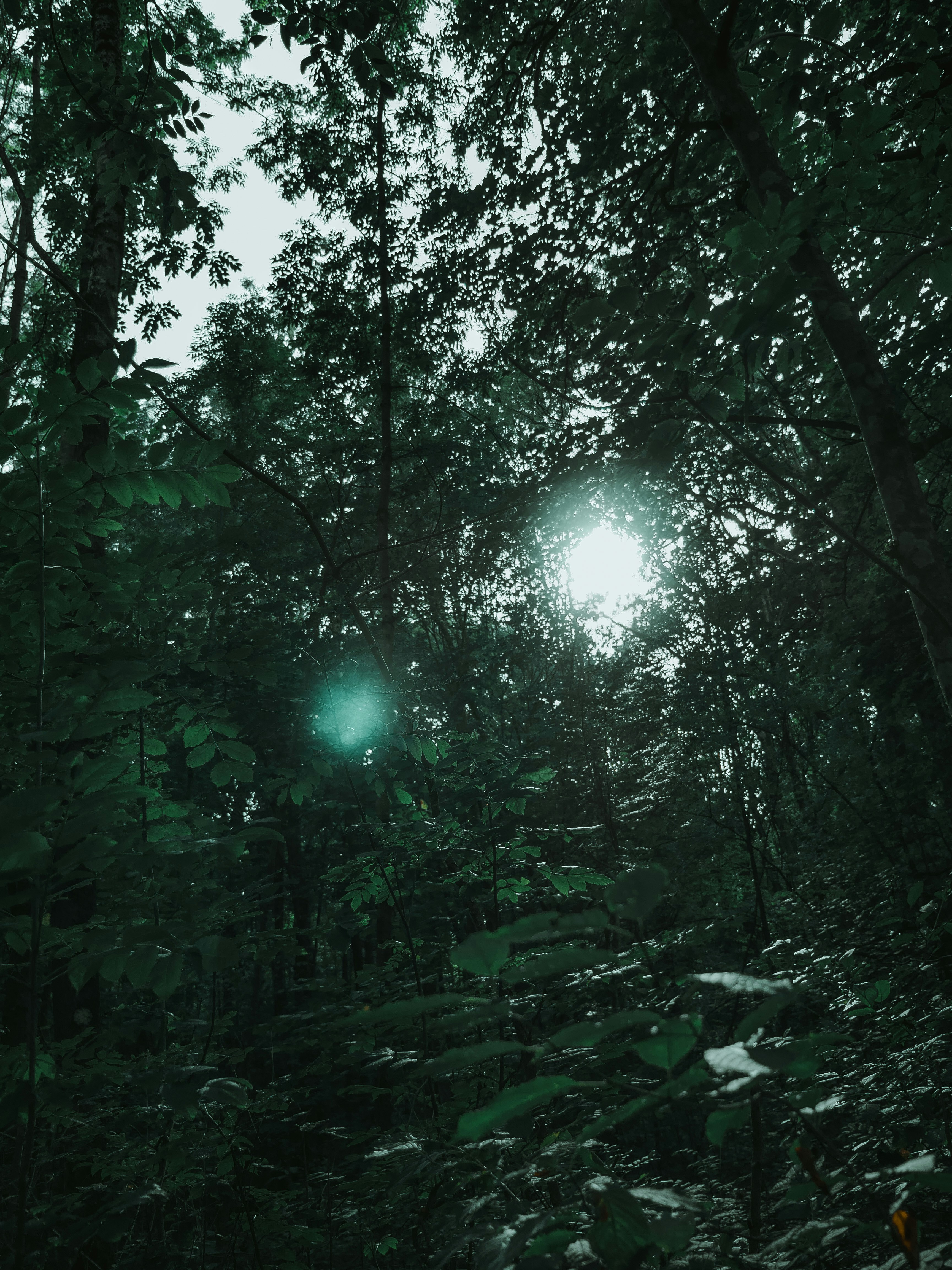 Rwandan jungle at dawn, dark green foliage, deep atmospheric shadows in forest understory