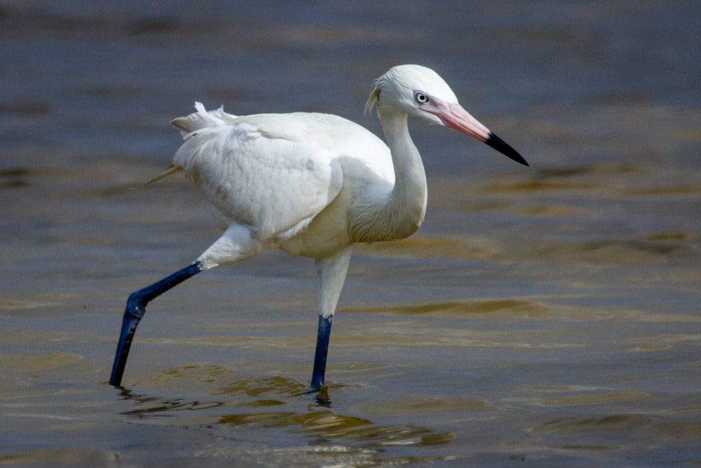 white swan on water during daytime