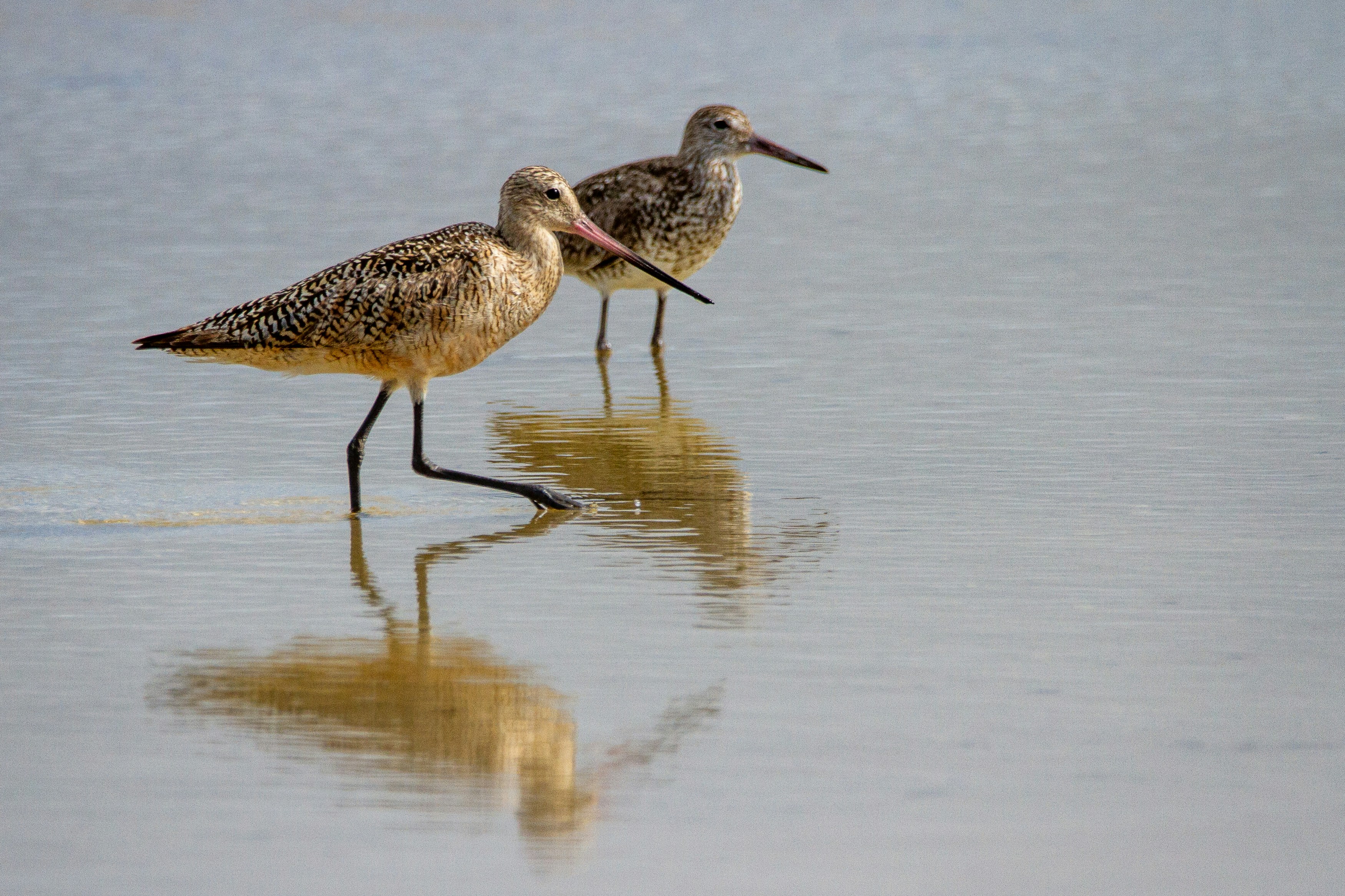 A pair of marbled godwits in the shallow water.