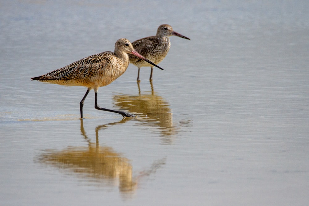 brown and black bird on water during daytime